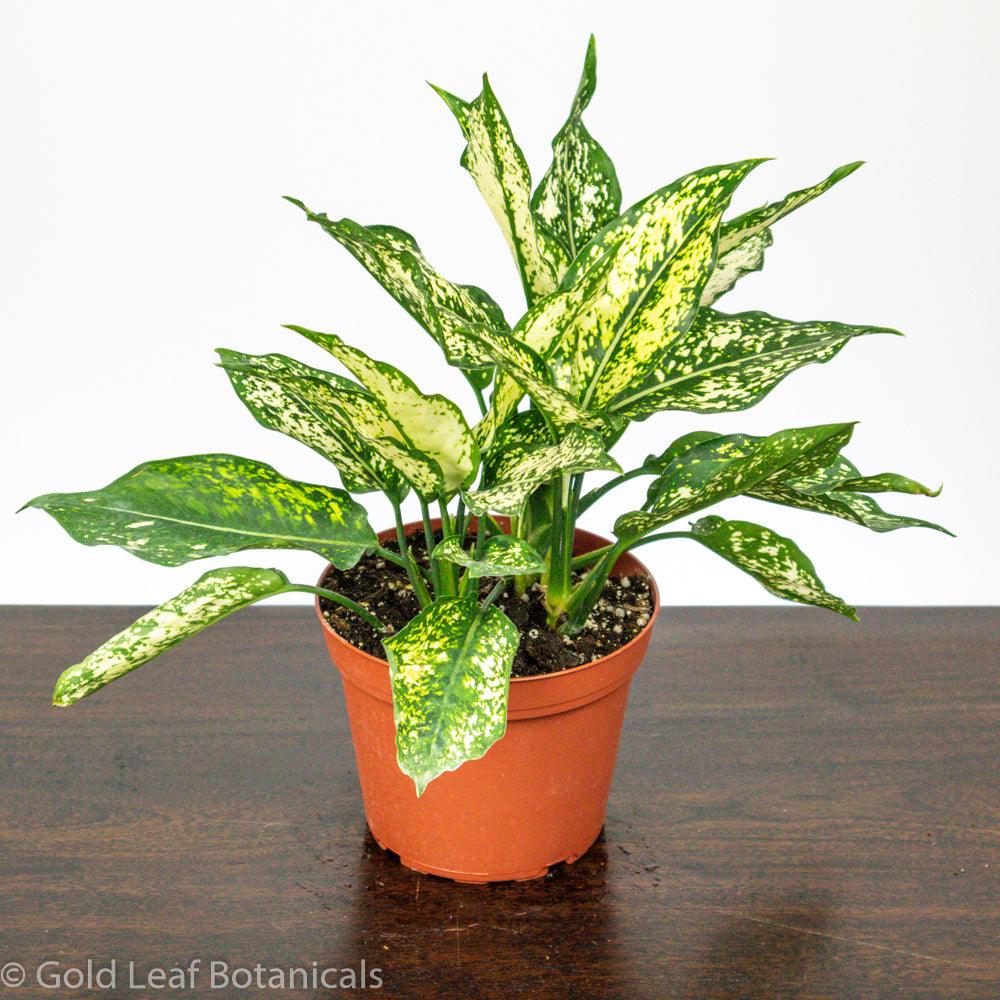 Buy Aglaonema White Dalmatian