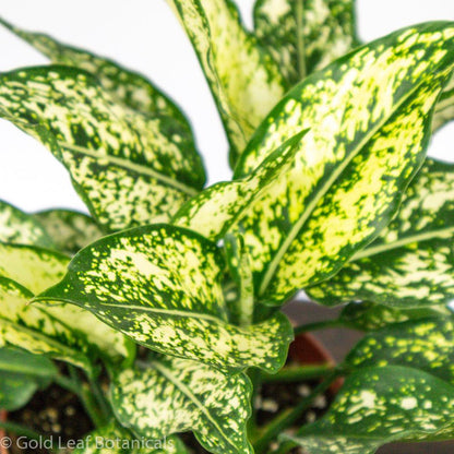 Aglaonema White Dalmatian Canada