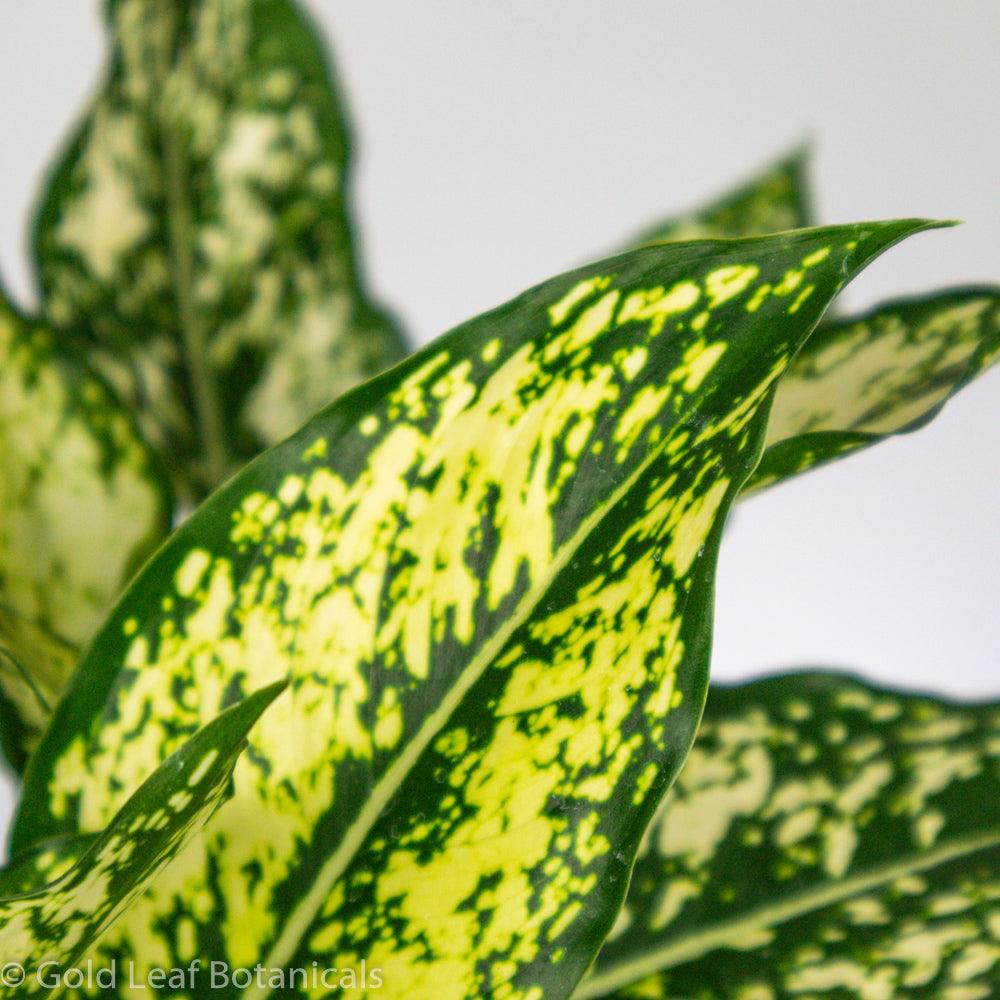 aglaonema dalmatian white Aglaonema White Dalmatian Care