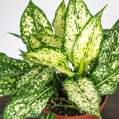 Aglaonema White Dalmatian Water Requirements