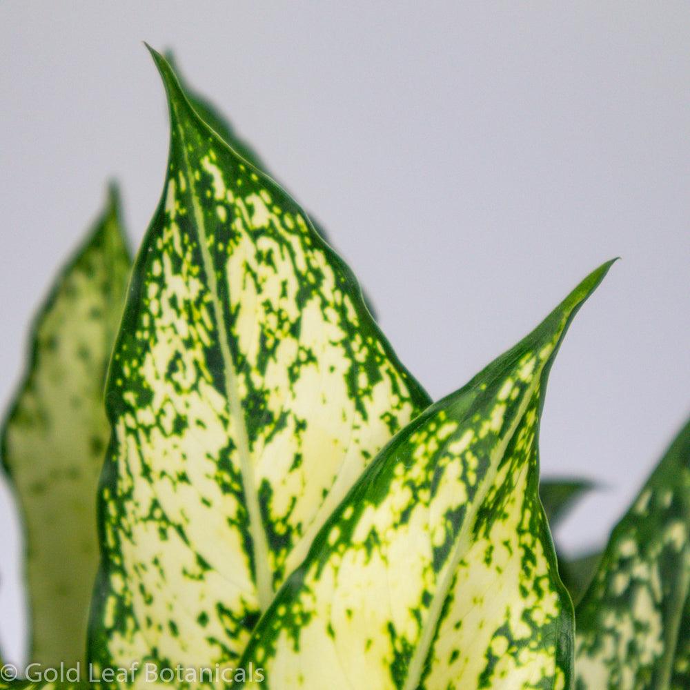 Aglaonema White Dalmatian Sun Requirements