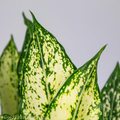 Aglaonema White Dalmatian Soil Requirements