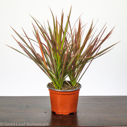 Dracaena Marginata - Gold Leaf Botanicals