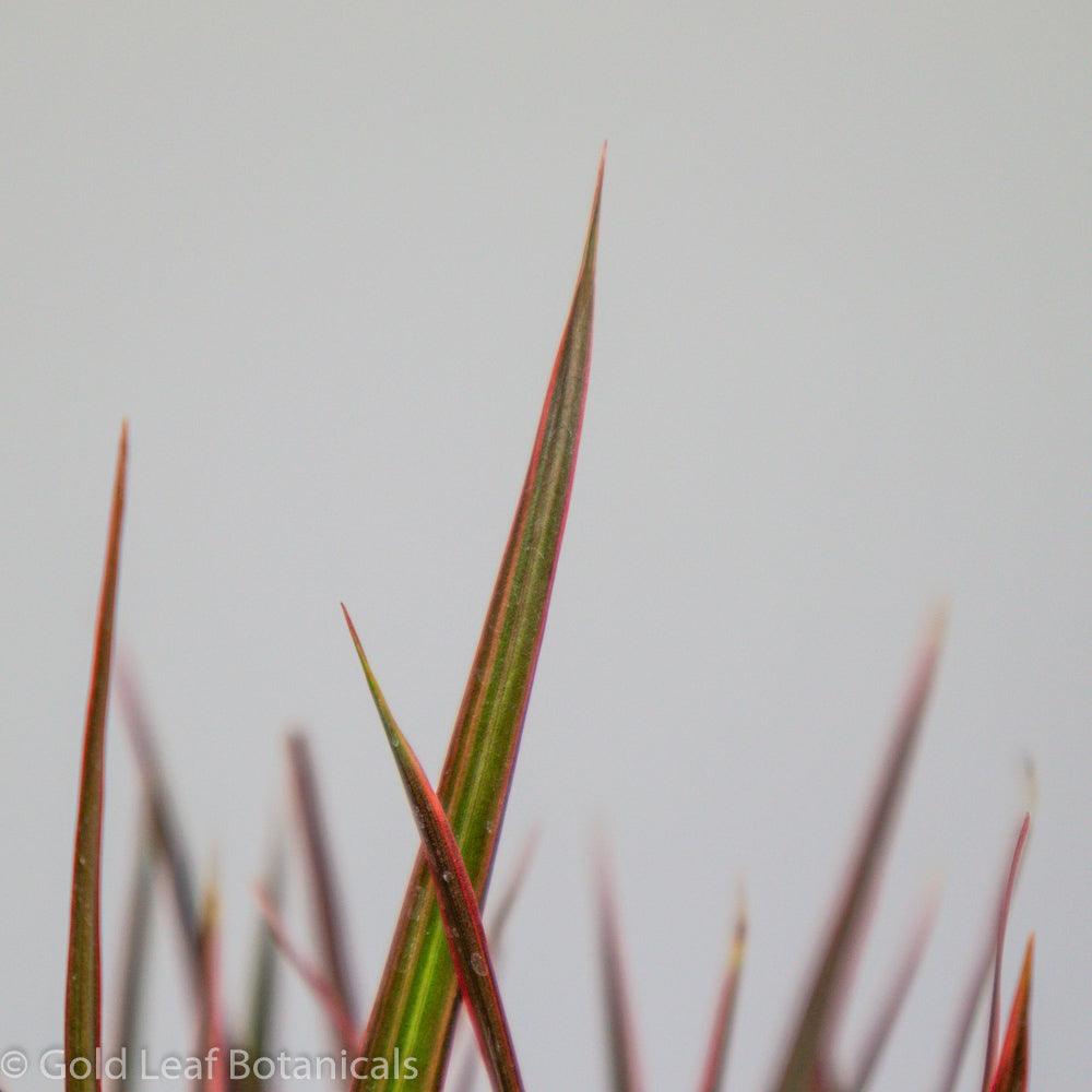 Dracaena Marginata - Gold Leaf Botanicals