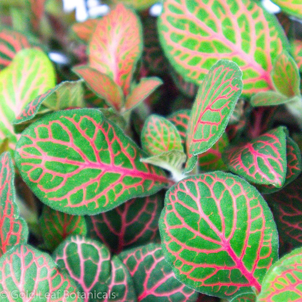 Fitonia Red - Gold Leaf Botanicals