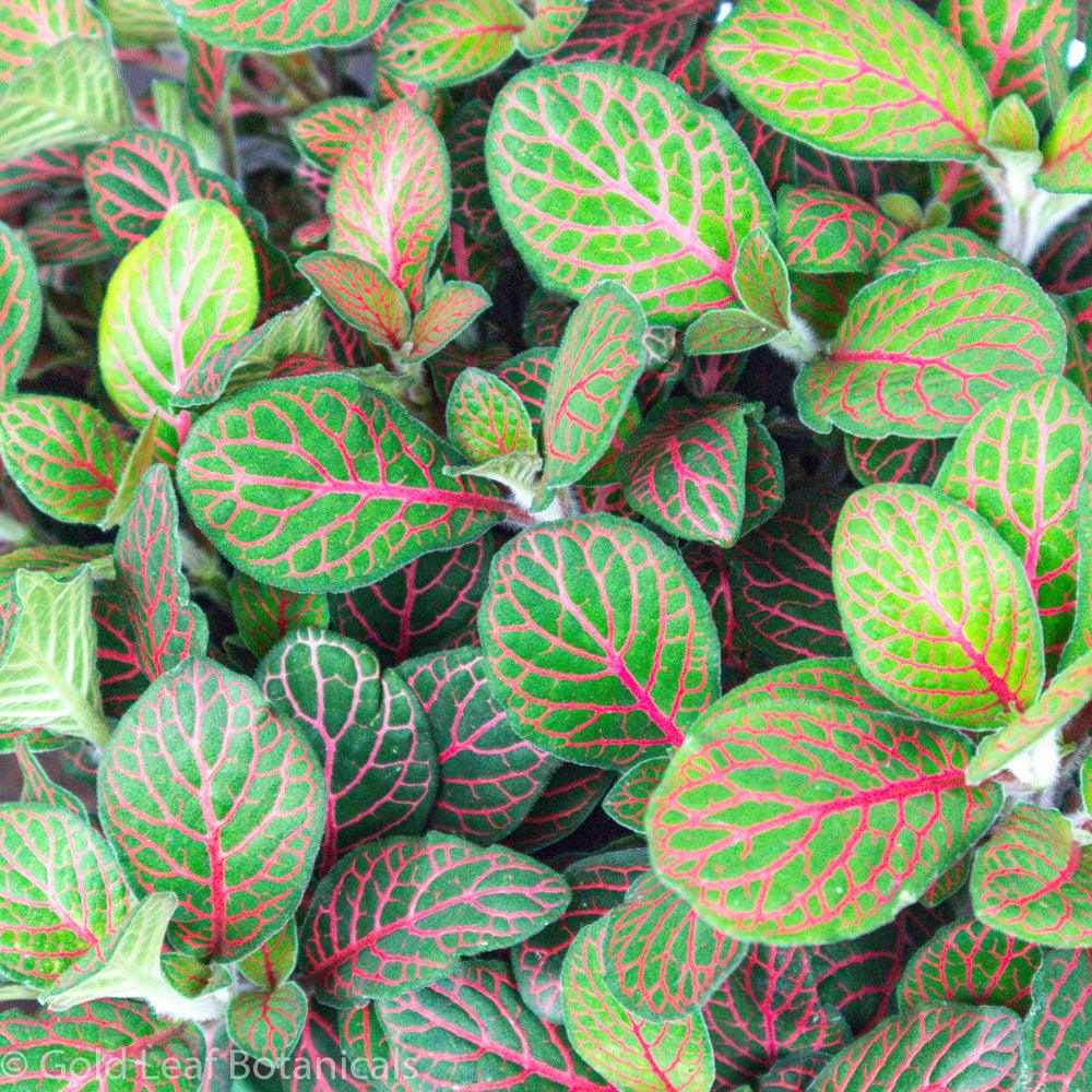 Fitonia Red - Gold Leaf Botanicals