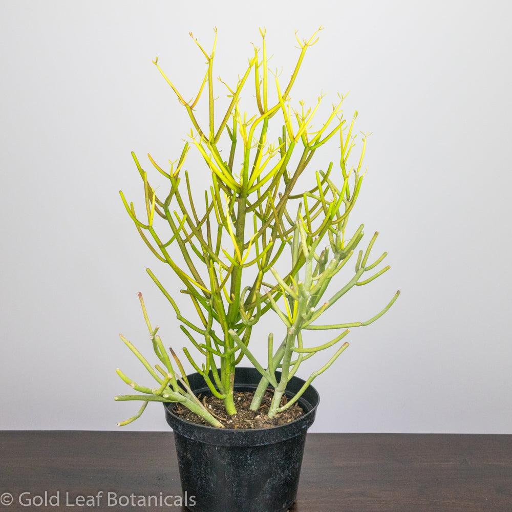 Pencil Cactus (Euphorbia Trucalli) - Gold Leaf Botanicals