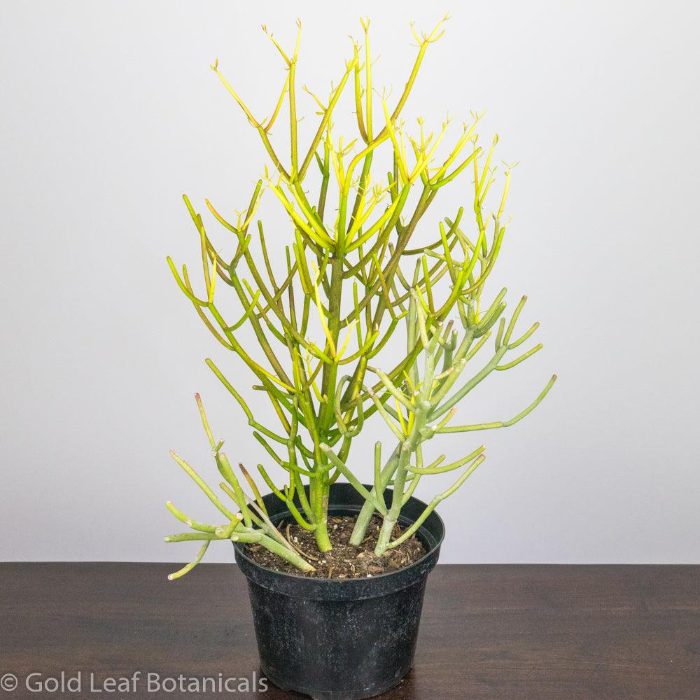 Pencil Cactus (Euphorbia Trucalli) - Gold Leaf Botanicals