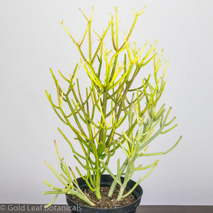 Pencil Cactus (Euphorbia Trucalli) - Gold Leaf Botanicals