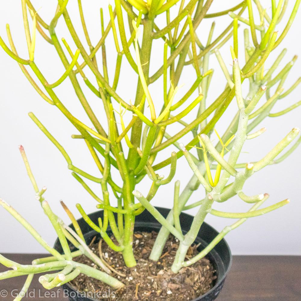 Pencil Cactus (Euphorbia Trucalli) - Gold Leaf Botanicals