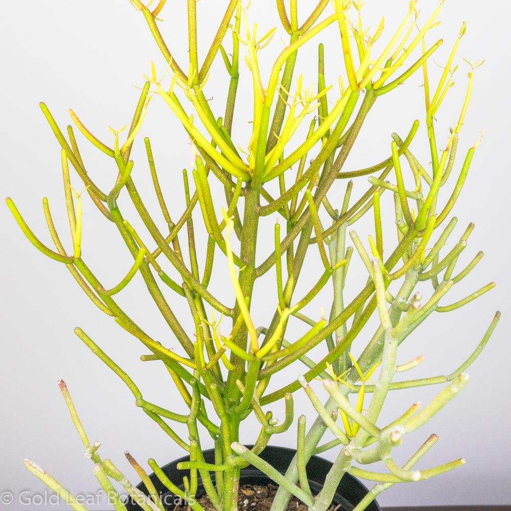 Pencil Cactus (Euphorbia Trucalli) - Gold Leaf Botanicals