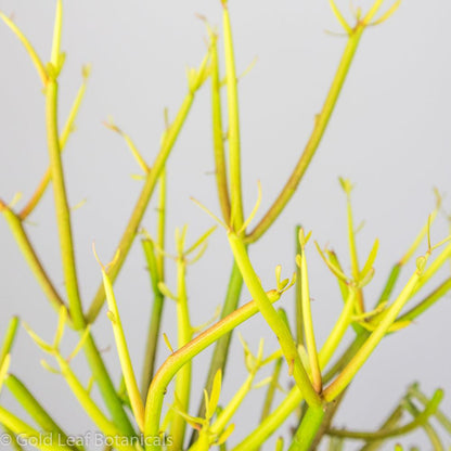 Pencil Cactus (Euphorbia Trucalli) - Gold Leaf Botanicals