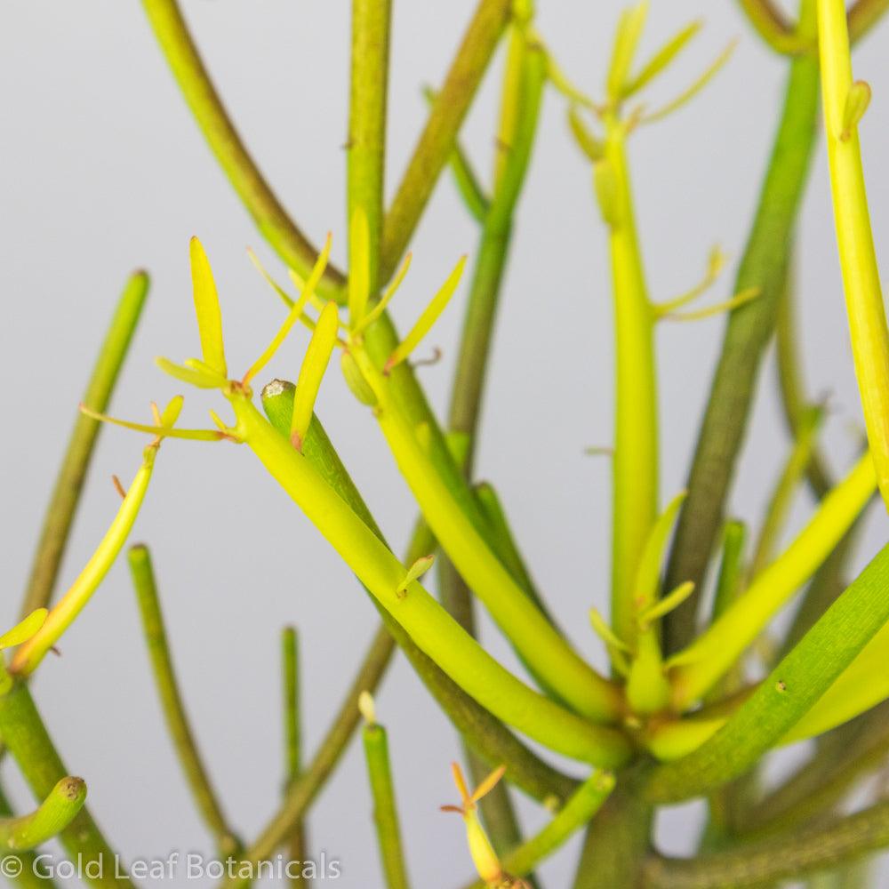 Pencil Cactus (Euphorbia Trucalli) - Gold Leaf Botanicals