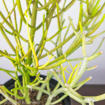 Pencil Cactus (Euphorbia Trucalli) - Gold Leaf Botanicals