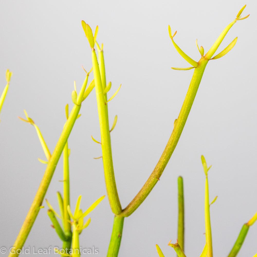 Pencil Cactus (Euphorbia Trucalli) - Gold Leaf Botanicals