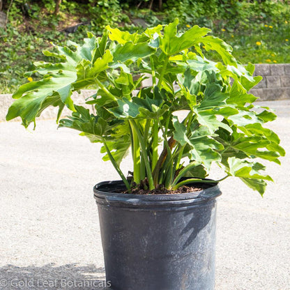 philodendron hope flower Philodendron Hope Care