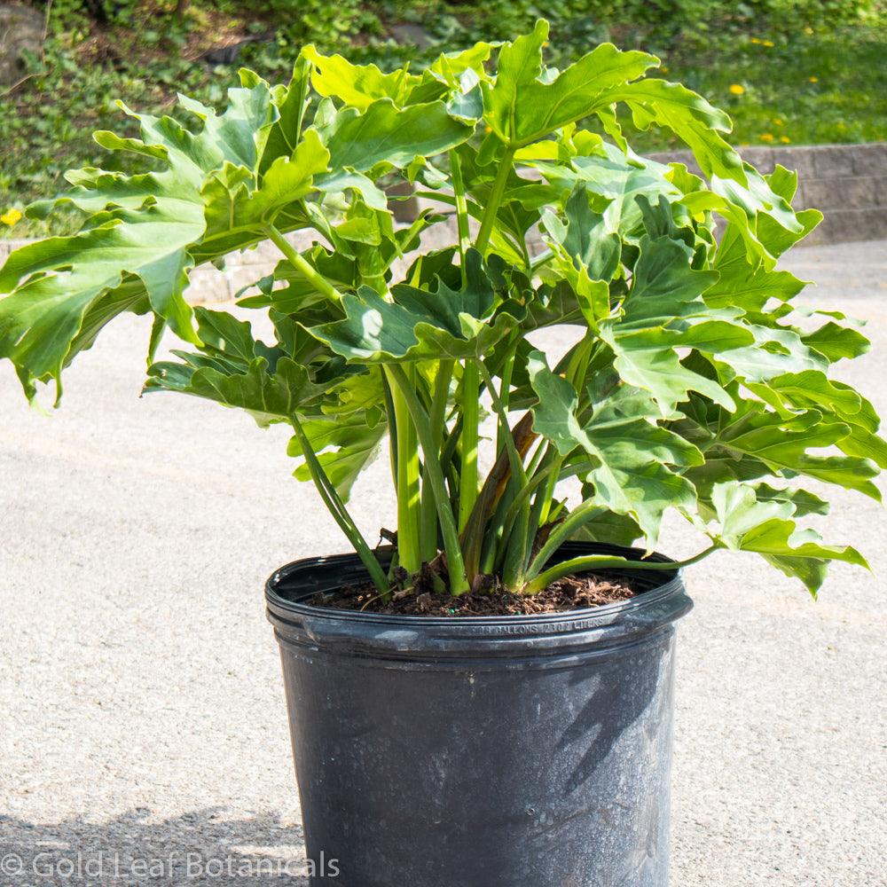 Philodendron Hope - Gold Leaf Botanicals