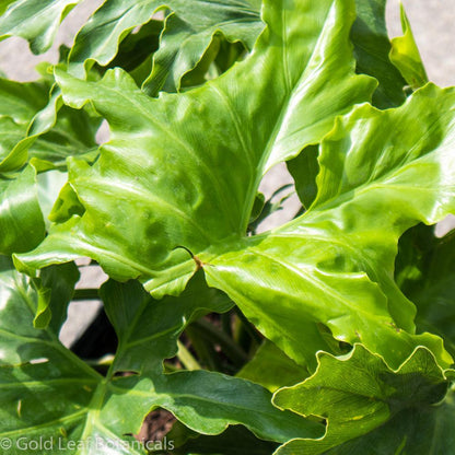 Philodendron Hope - Gold Leaf Botanicals