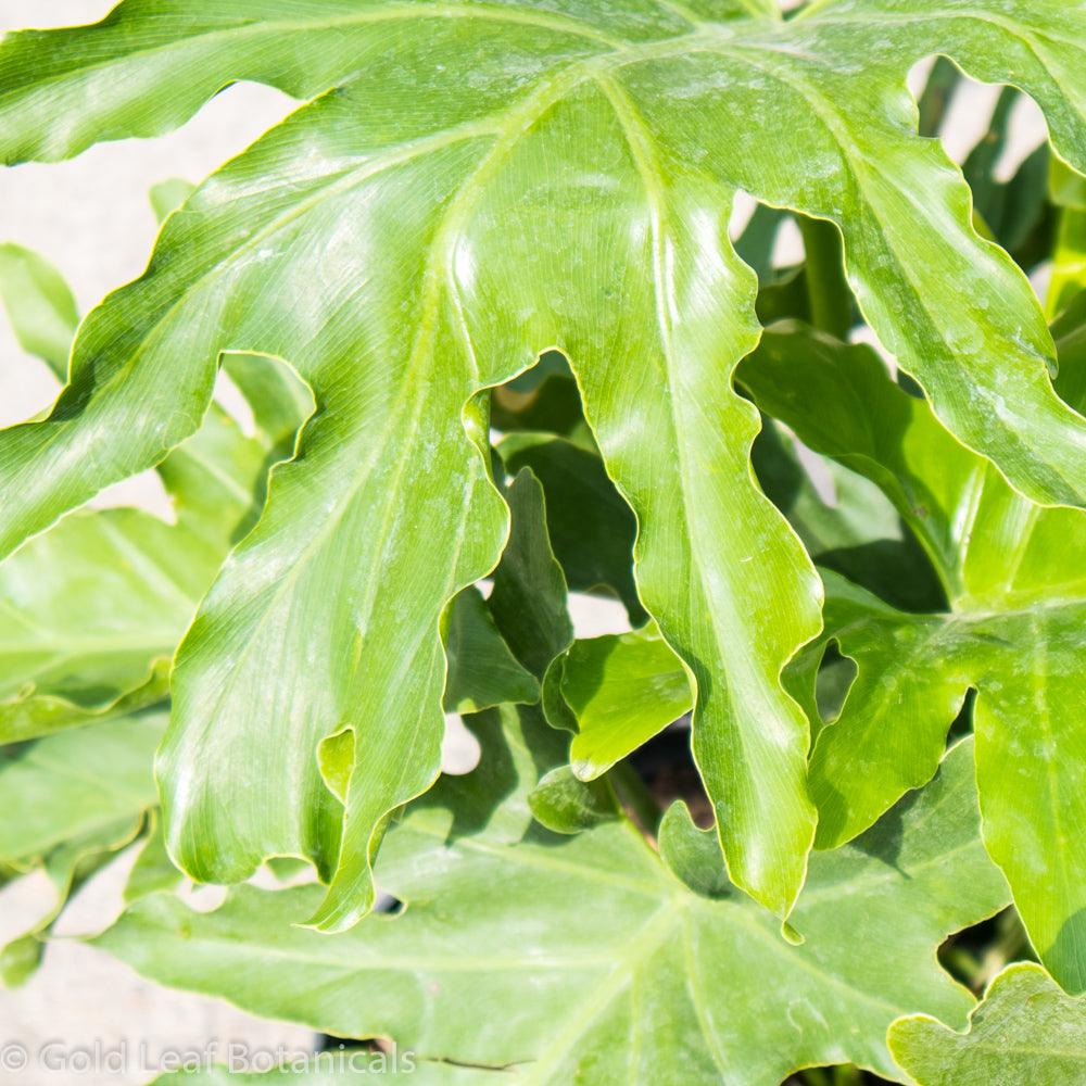 Philodendron Hope - Gold Leaf Botanicals