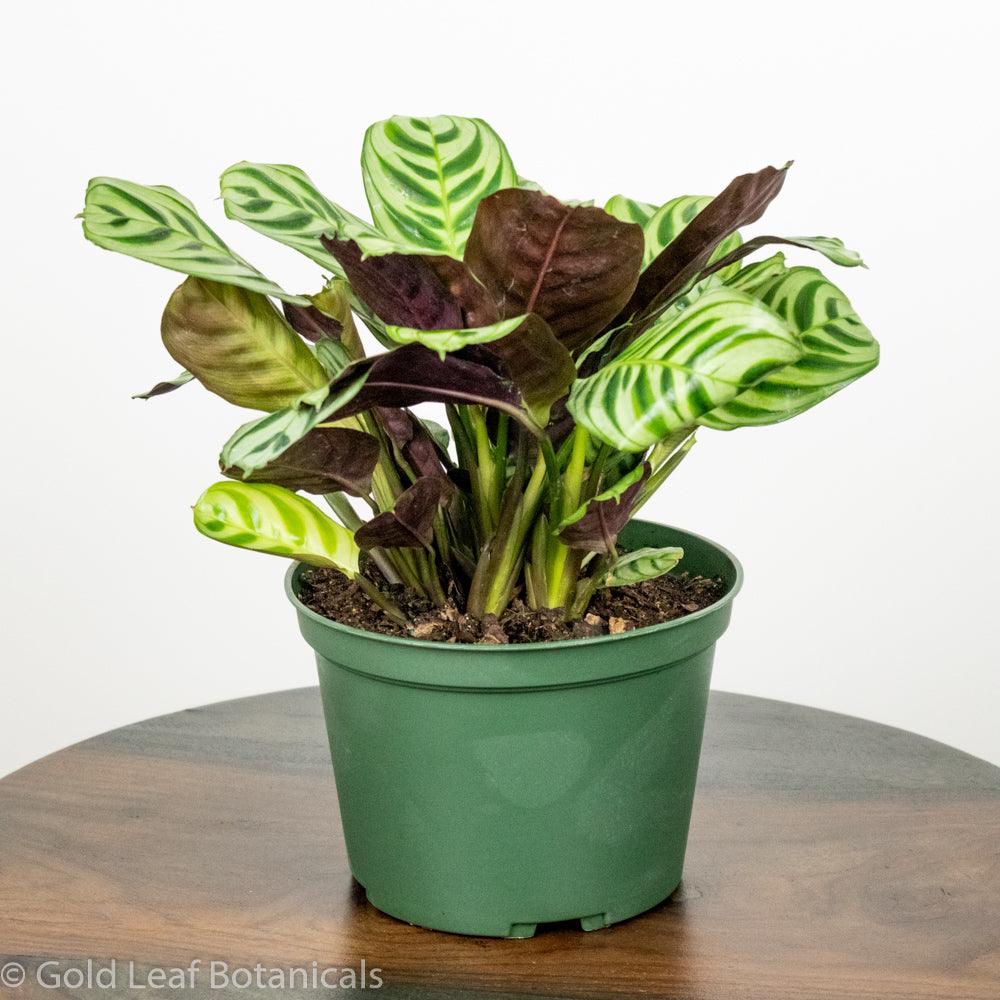 Calathea Burle Marxii Care