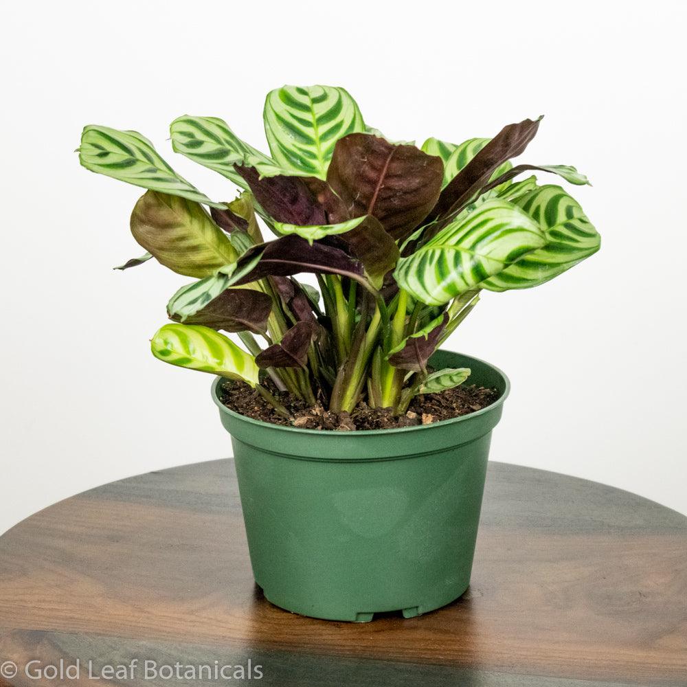 Buy Calathea Burle Marxii