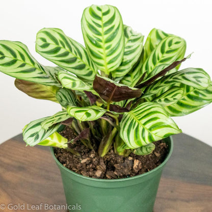 Calathea Burle Marxii For Sale