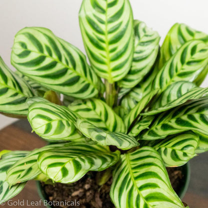 Calathea Burle Marxii Ontario Canada