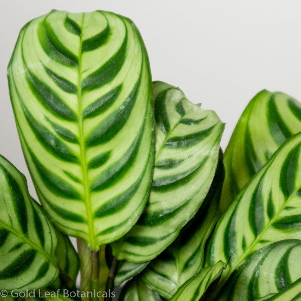 Calathea Burle Marxii Water and Sun