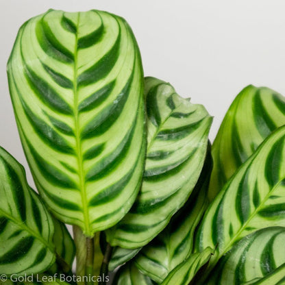 Calathea Burle Marxii Water and Sun