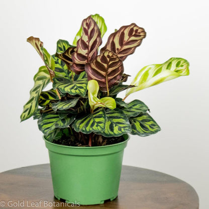 Calathea Makoyana Care