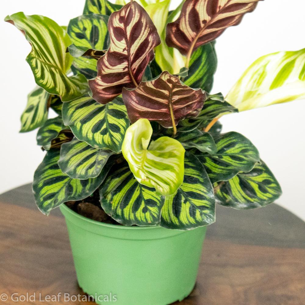 Buy Calathea Makoyana