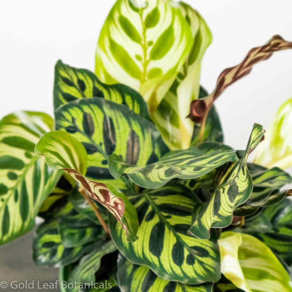 Calathea Makoyana For Sale