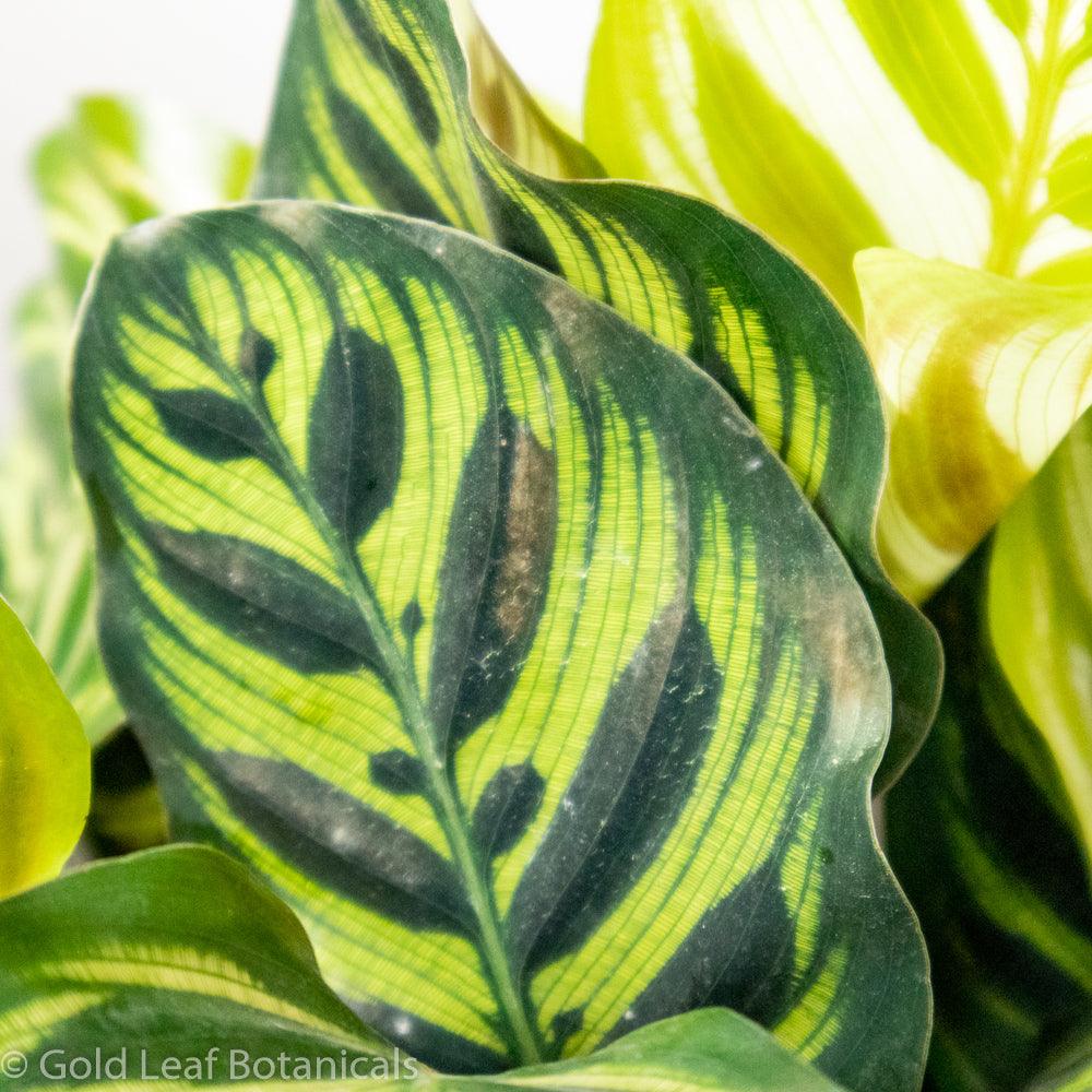 Calathea Makoyana Ontario Canada