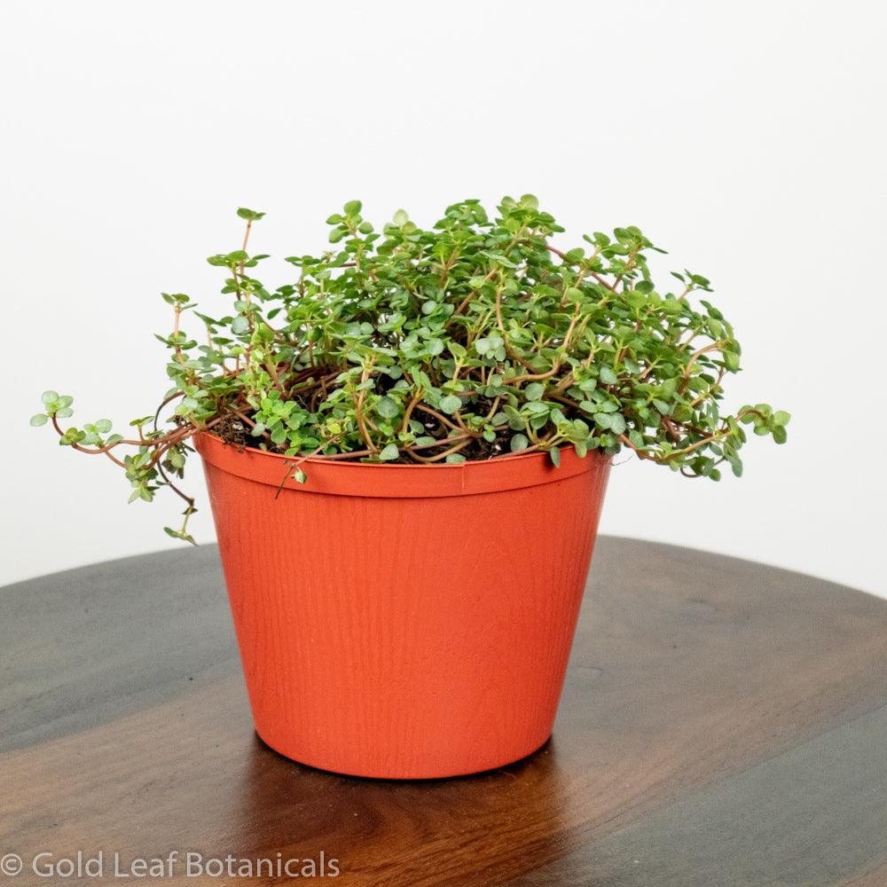 Pilea Glauca Aquamarine - Gold Leaf Botanicals