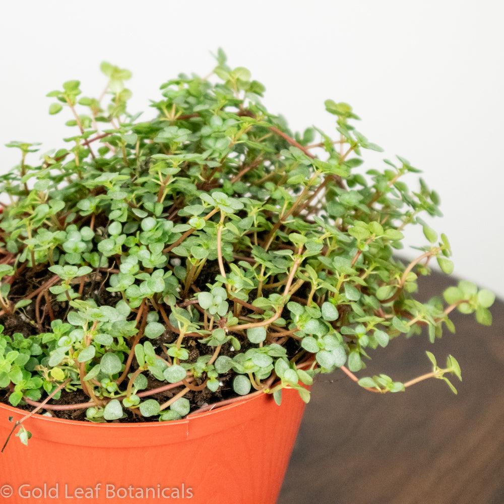 Pilea Glauca Aquamarine - Gold Leaf Botanicals