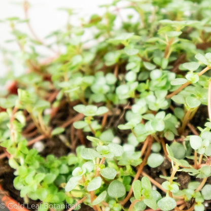 Pilea Glauca Aquamarine - Gold Leaf Botanicals