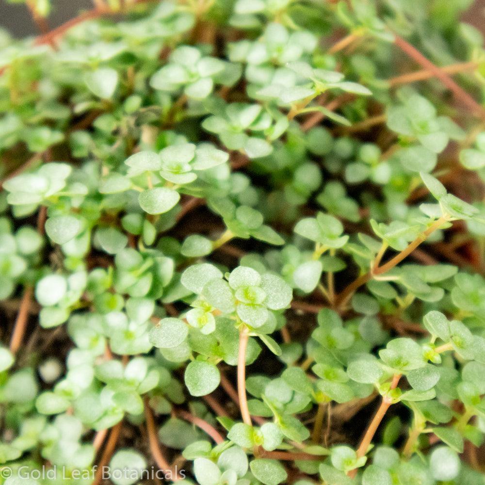 Pilea Glauca Aquamarine - Gold Leaf Botanicals