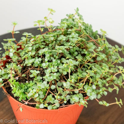 Pilea Glauca Aquamarine - Gold Leaf Botanicals