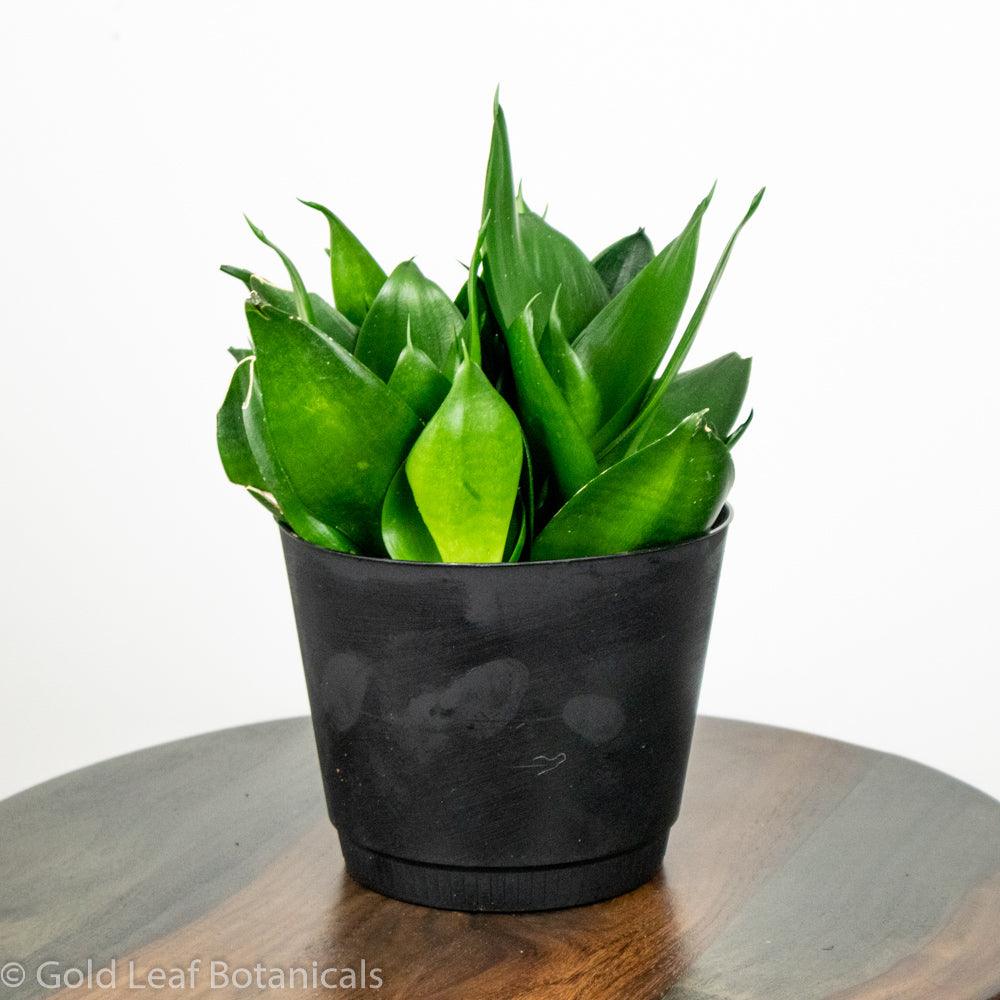 Green Birdsnest Sansevieria Care