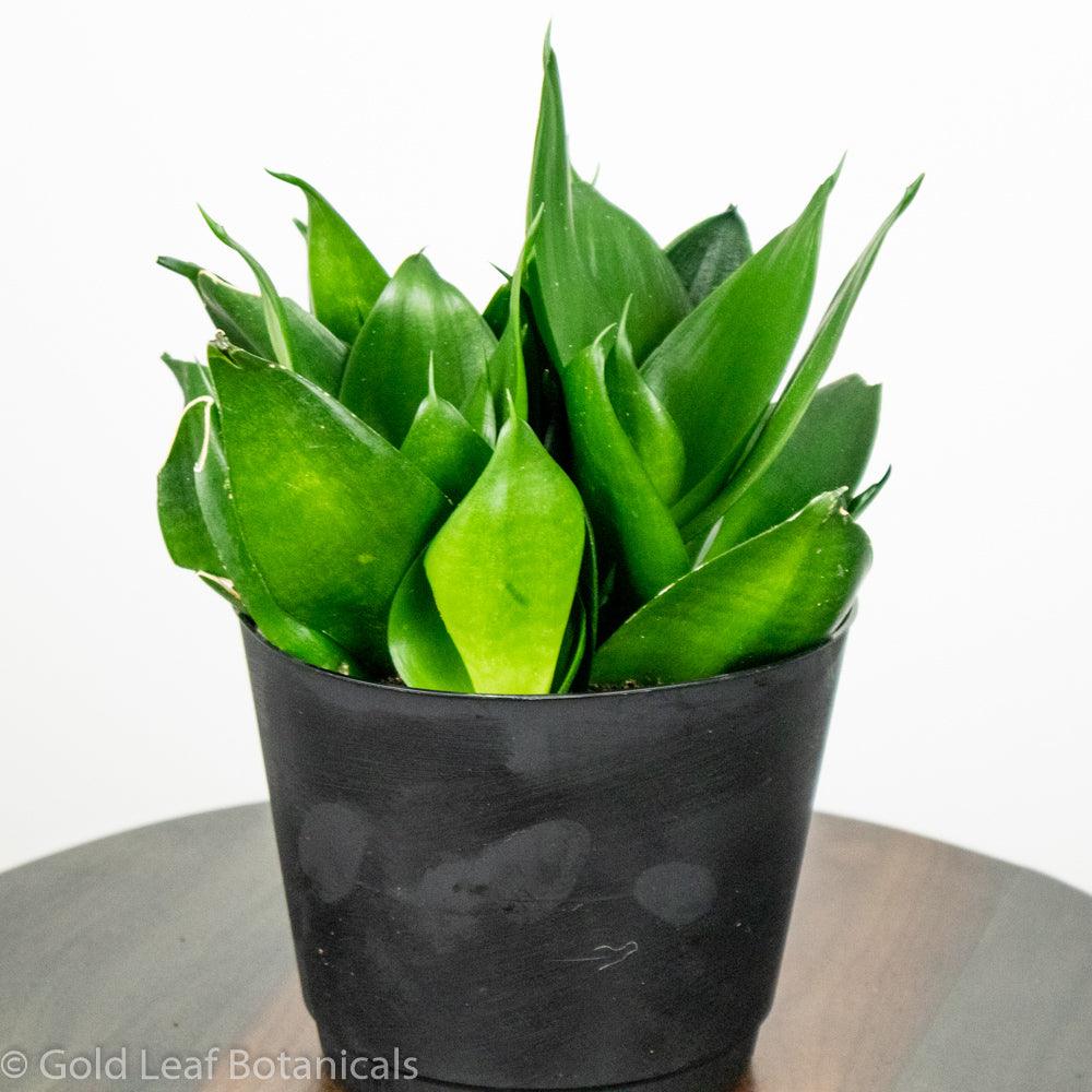 Buy Green Birdsnest Sansevieria