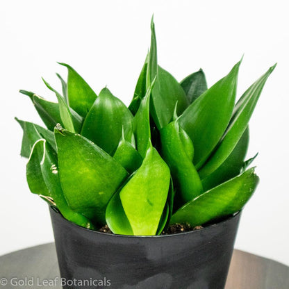 Green Birdsnest Sansevieria Ontario Canada