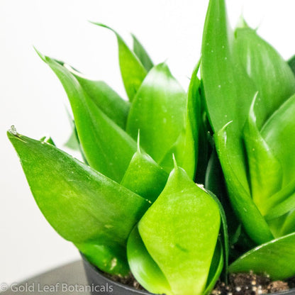 Green Birdsnest Sansevieria Water