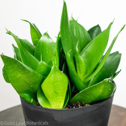 Green Birdsnest Sansevieria Sun