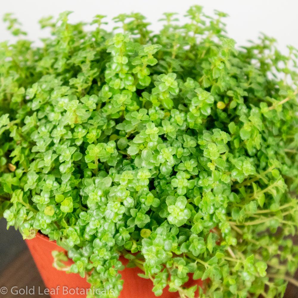 Pilea Depressa - Gold Leaf Botanicals