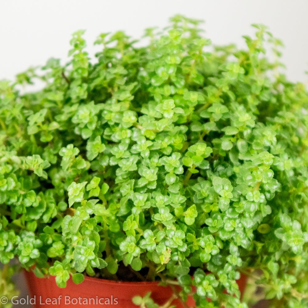 Pilea Depressa - Gold Leaf Botanicals