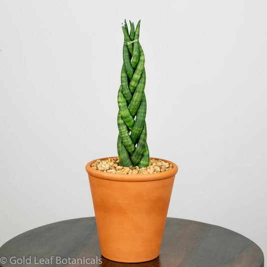 Sansevieria Cylindrica Braid Care