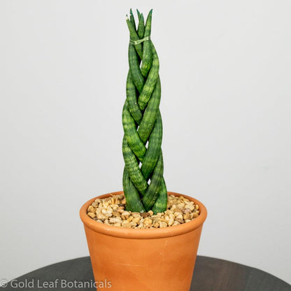 braided green python snake plant Sansevieria Cylindrica Braid Care