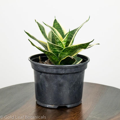 Sansevieria Golden Hahnii Care