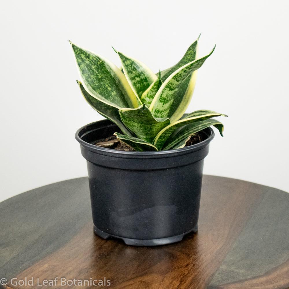 Buy Sansevieria Golden Hahnii