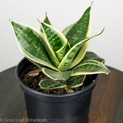 Sansevieria Golden Hahnii Toronto